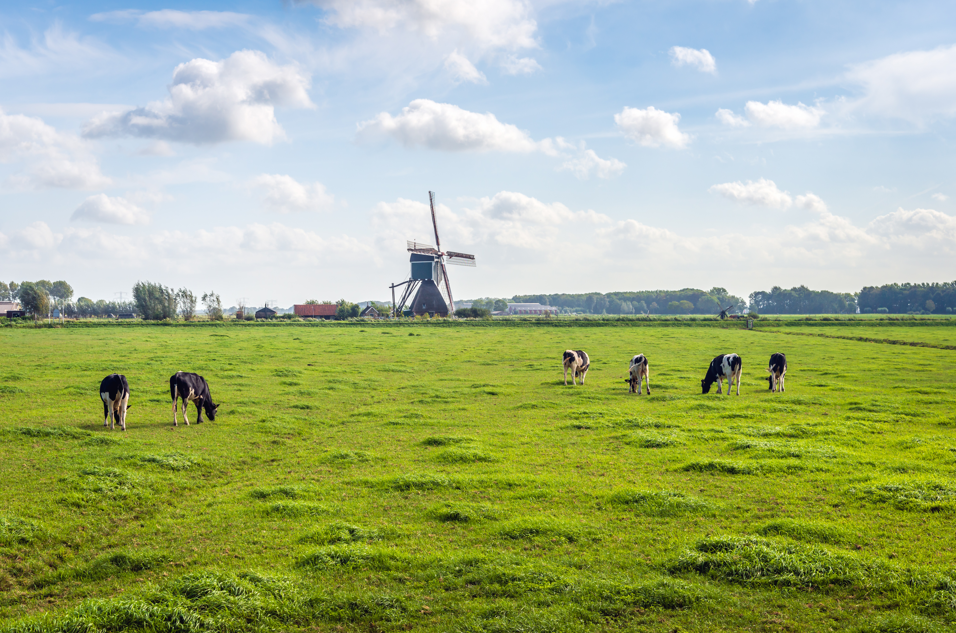 Fosfaatrechten: tijdelijk of blijvend? 